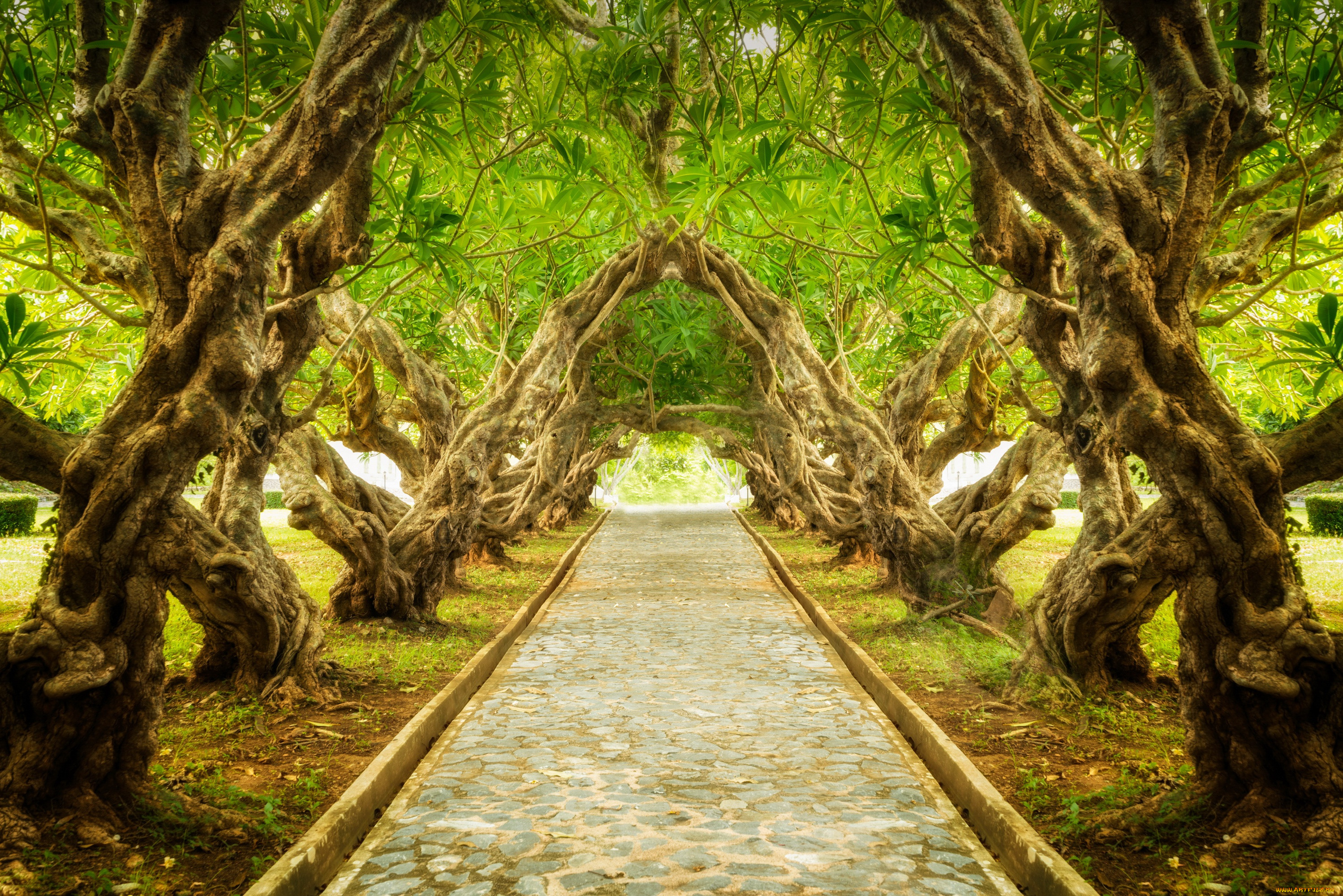 , , landscape, exotic, , tree, , , plumeria, nature, park, , forest
